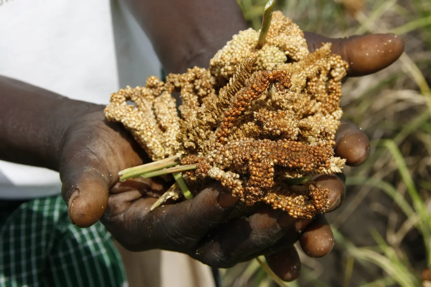Hands holding a bunch of freshly harvested millet in Gulu