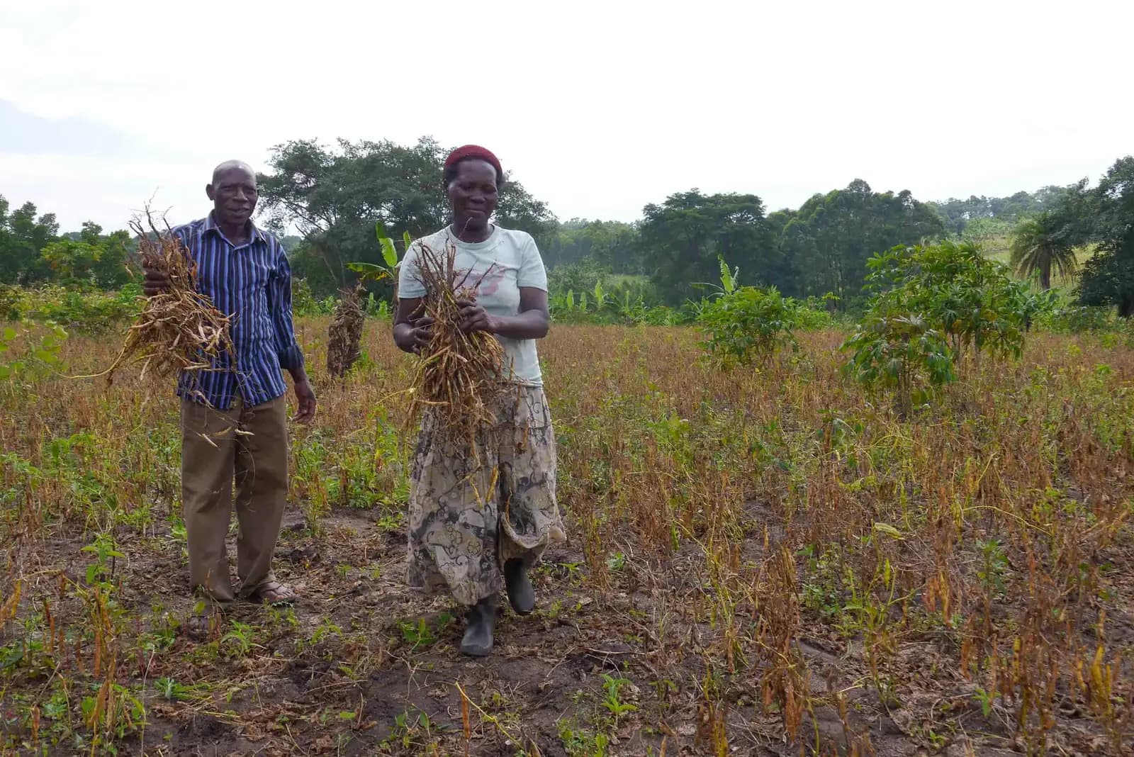 Two farmers harvesting beans in their field
